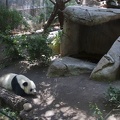 316-5033 San Diego Zoo - Giant Panda 'Gao Gao'